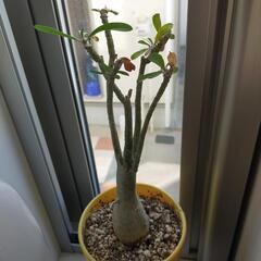 観葉植物の画像
