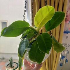 観葉植物の画像