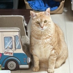 8歳オス、チャトラ猫！ジェームス