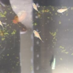 メダカの画像