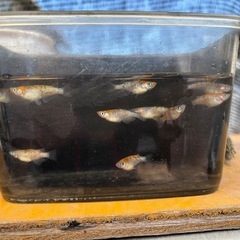 三色ラメ等