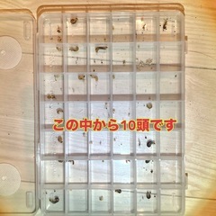 （幼虫10頭）ボーリンフタマタクワガタ・亜種バミノルムの画像