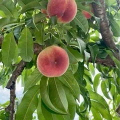 桃　山梨県産　3キロ　B級品　朝採り　硬めの画像