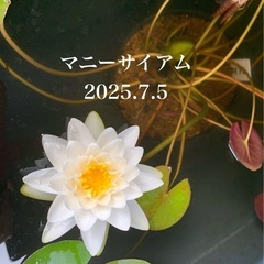 🌸睡蓮（マニーサイアム ）1ポット （メダカサービス）の画像