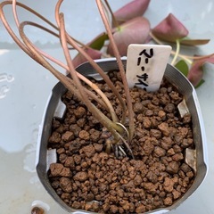 🌸睡蓮（マニーサイアム ）1ポット （メダカサービス）の画像