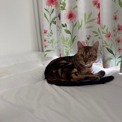 急募です。ベンガルちゃんです。