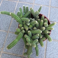 サボテン🌵白檀の画像