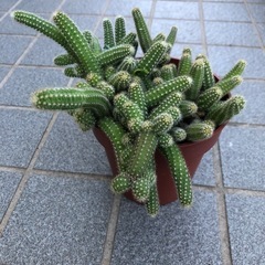 サボテン🌵白檀の画像