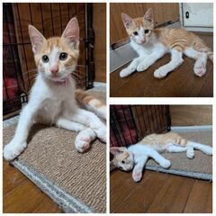 5兄妹 生後2ヶ月【募集一時停止中】