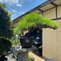 赤松、黒松盆栽　　格安セール　在庫多数の画像