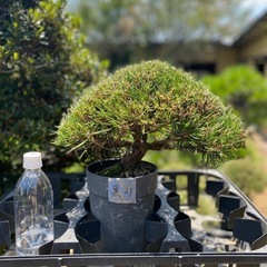 赤松、黒松盆栽　　格安セール　在庫多数の画像