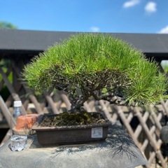 赤松、黒松盆栽　　格安セール　在庫多数の画像