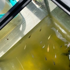 ミックスメダカ　No. 12