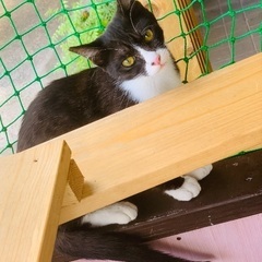 ハッチくん🐈‍⬛各種接種済み🐾保護猫ちゃんです