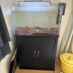 水槽、水槽台、金魚、濾過器