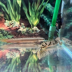 水槽セットの画像