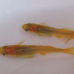 メダカ「レモンスカッシュ」幼魚10匹 ②の画像