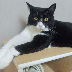 思う存分モフれるハチワレ男子