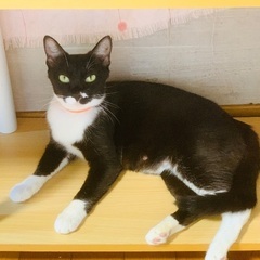 小春ちゃん🐱ワクチン接種済み💉保護猫ママ