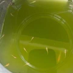 楊貴妃メダカ稚魚残り　　10匹の画像