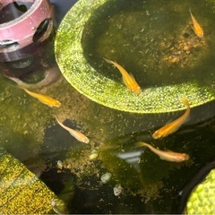 楊貴妃メダカ稚魚残り　　10匹の画像