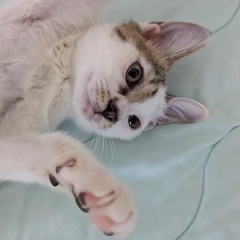 愛嬌たっぷりまめちゃん