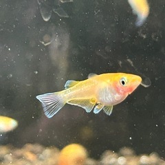 デーンモルフォ　若魚1匹
の画像