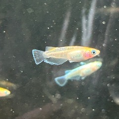 デーンモルフォ　若魚1匹
の画像