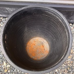 睡蓮鉢 1 メダカ 水生植物 屋外 陶器の画像