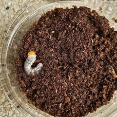 能勢YG血統オオクワガタの幼虫①４頭の画像
