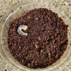 能勢YG血統オオクワガタの幼虫①４頭の画像
