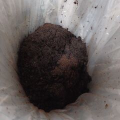 コーヒーの粉出がらしの画像