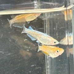 豆紅エボリューションめだか　若魚　1匹の画像