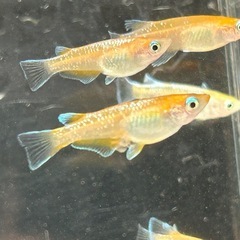 豆紅エボリューションめだか　若魚　1匹の画像