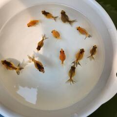 ピンポンパール6匹 の画像