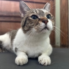 【里親募集】ゆうちゃん♡8/10の小倉南区ベスト電器譲渡会に参加...