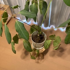 観葉植物　ブラッサイヤ　大きめの画像
