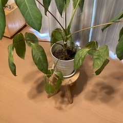 観葉植物　ブラッサイヤ　大きめの画像