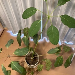 観葉植物　ブラッサイヤ　大きめの画像