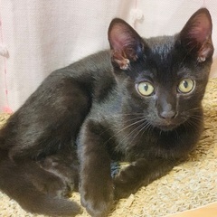 いちごちゃん🍓各種接種済み★保護猫ちゃん