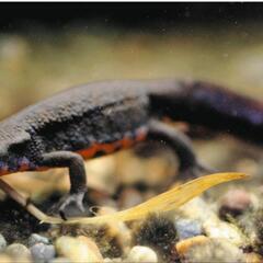 アカハライモリ③