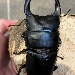 奈良輪川西　オオクワガタ　トリオ　オス78.5mm  メス52mm 51mmの画像
