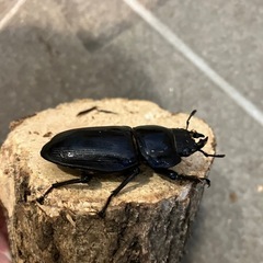 奈良輪川西　オオクワガタ　トリオ　オス78.5mm  メス52mm 51mmの画像