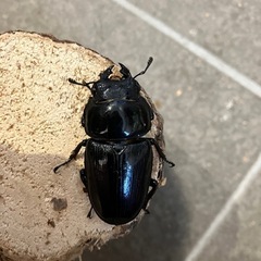 奈良輪川西　オオクワガタ　トリオ　オス78.5mm  メス52mm 51mmの画像