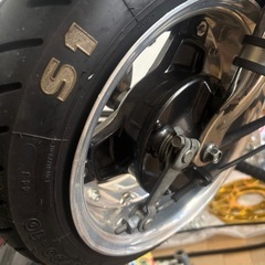角目シャリーの画像