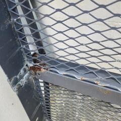 ヒッチカーゴの画像