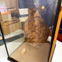 【値下げ】雀蜂の巣　スズメバチの巣　縁起物 の画像