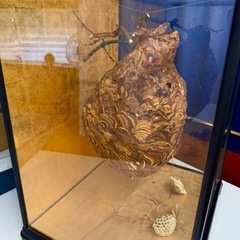 【値下げ】雀蜂の巣　スズメバチの巣　縁起物 の画像