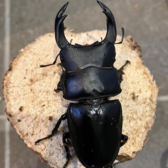 奈良輪川西　オオクワガタ　トリオ　オス75mm  メス52mm 51mmの画像