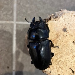 奈良輪川西　オオクワガタ　トリオ　オス75mm  メス52mm 51mmの画像